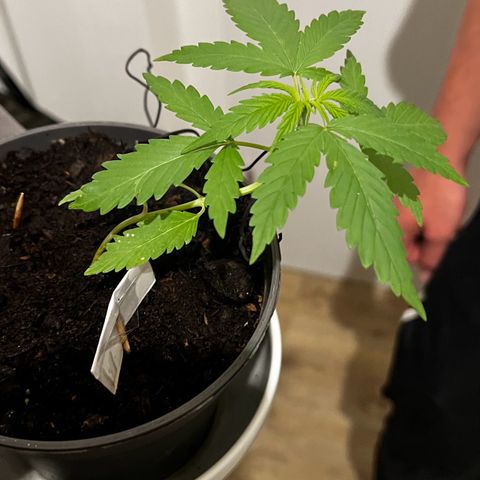 Royal Critical Automatic growlog timeline photo