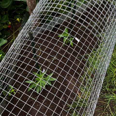 HulkBerry Automatic growlog timeline photo