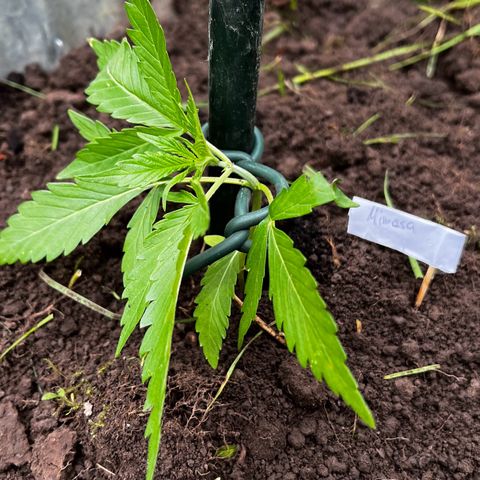 Mimosa Automatic growlog timeline photo