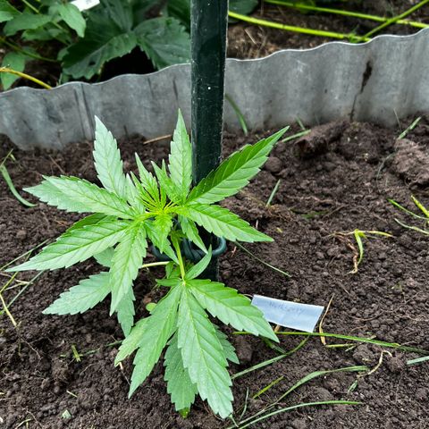 HulkBerry Automatic growlog timeline photo
