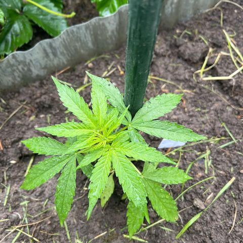 HulkBerry Automatic growlog timeline photo