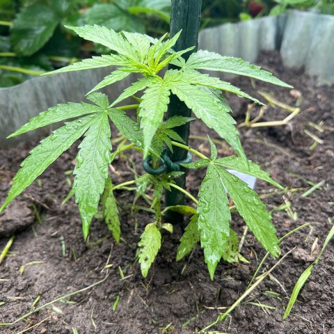 HulkBerry Automatic growlog timeline photo
