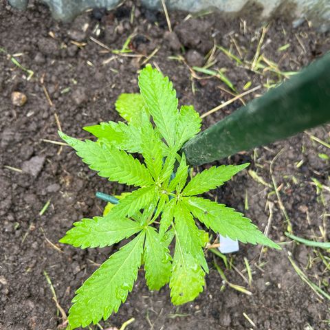 Mimosa Automatic growlog timeline photo