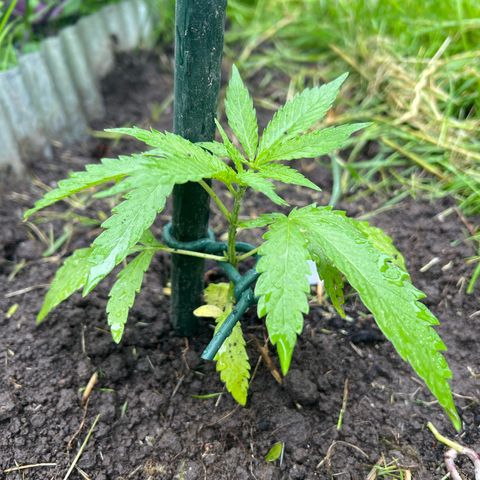 Mimosa Automatic growlog timeline photo