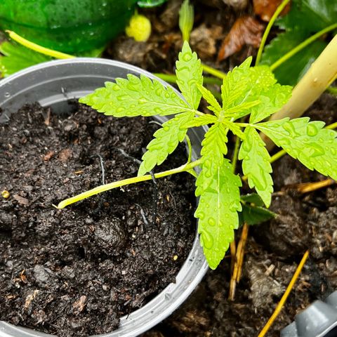 Green Gelato Automatic growlog timeline photo