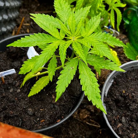 Royal Critical Automatic growlog timeline photo