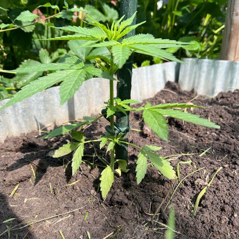 HulkBerry Automatic growlog timeline photo