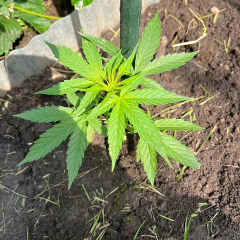 HulkBerry Automatic growlog timeline photo