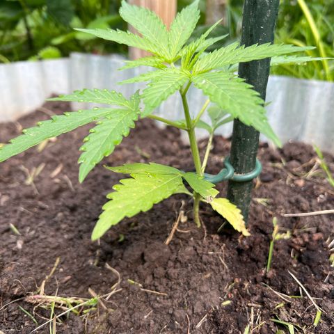Mimosa Automatic growlog timeline photo