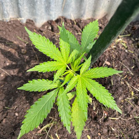 Mimosa Automatic growlog timeline photo