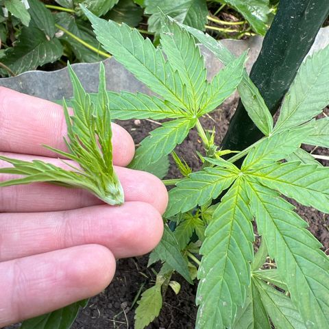 HulkBerry Automatic growlog timeline photo