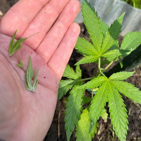 Mimosa Automatic growlog timeline photo