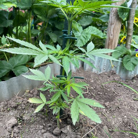 HulkBerry Automatic growlog timeline photo