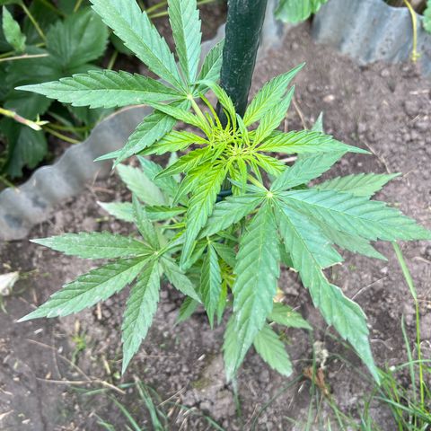 HulkBerry Automatic growlog timeline photo