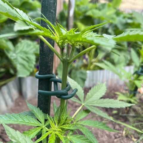 HulkBerry Automatic growlog timeline photo