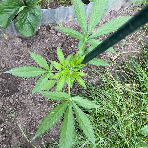 Mimosa Automatic growlog timeline photo