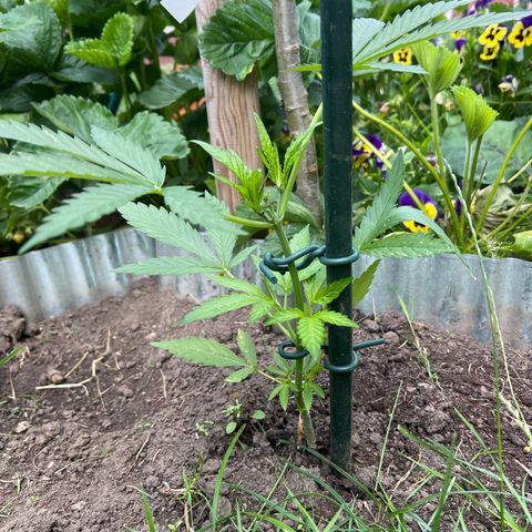 Mimosa Automatic growlog timeline photo