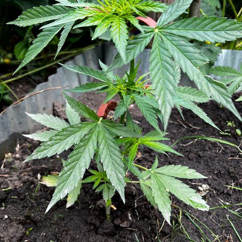 HulkBerry Automatic growlog timeline photo