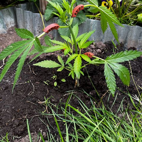 Mimosa Automatic growlog timeline photo