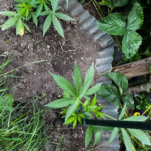 Mimosa Automatic growlog timeline photo