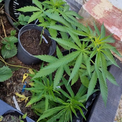Green Gelato Automatic growlog timeline photo