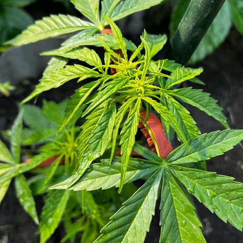 HulkBerry Automatic growlog timeline photo