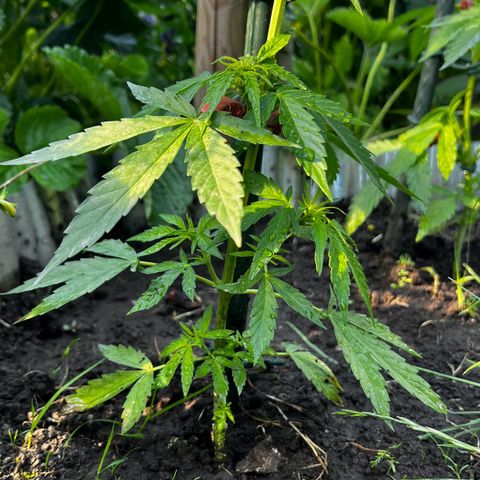 HulkBerry Automatic growlog timeline photo
