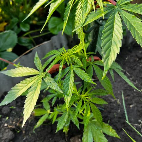 HulkBerry Automatic growlog timeline photo