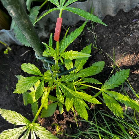 Mimosa Automatic growlog timeline photo