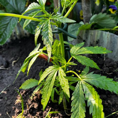 Mimosa Automatic growlog timeline photo