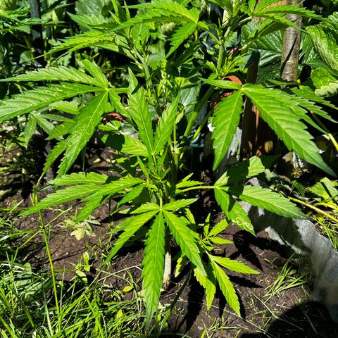 Mimosa Automatic growlog timeline photo