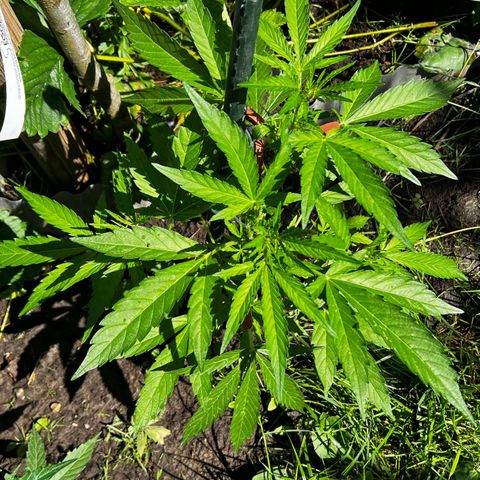 Mimosa Automatic growlog timeline photo