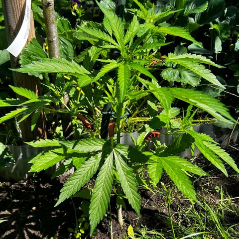 Mimosa Automatic growlog timeline photo