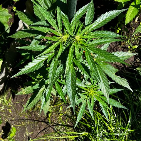 HulkBerry Automatic growlog timeline photo