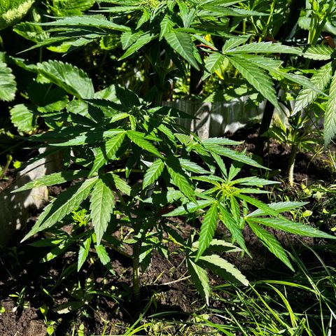 HulkBerry Automatic growlog timeline photo