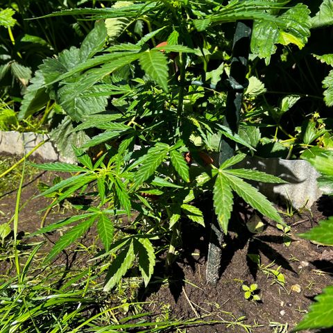 HulkBerry Automatic growlog timeline photo