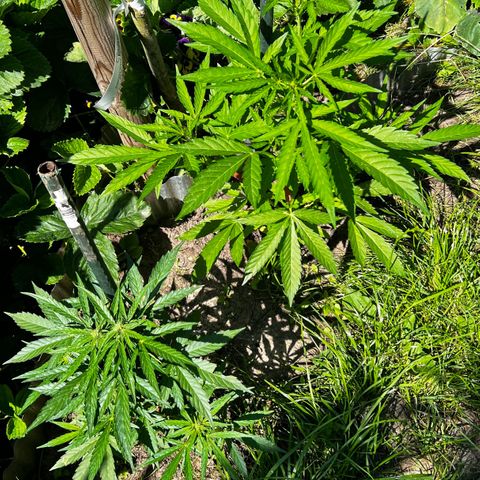 Mimosa Automatic growlog timeline photo