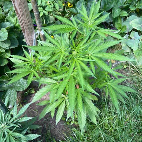 Mimosa Automatic growlog timeline photo