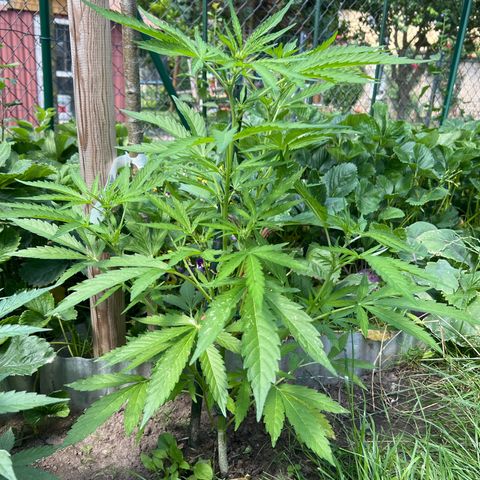 Mimosa Automatic growlog timeline photo