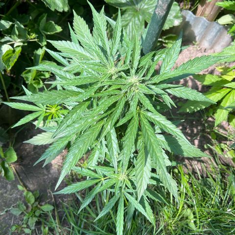 HulkBerry Automatic growlog timeline photo