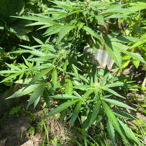 HulkBerry Automatic growlog timeline photo