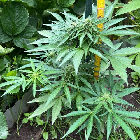 HulkBerry Automatic growlog timeline photo