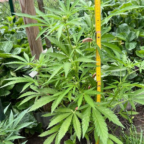 Mimosa Automatic growlog timeline photo