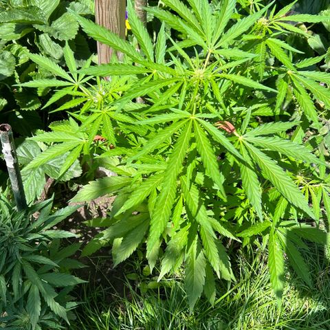 Mimosa Automatic growlog timeline photo