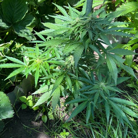 HulkBerry Automatic growlog timeline photo