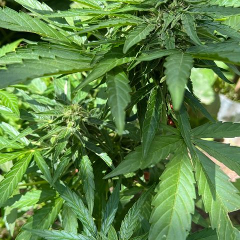HulkBerry Automatic growlog timeline photo