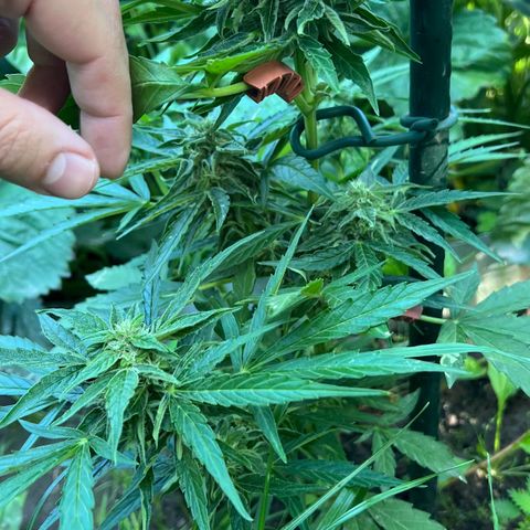 HulkBerry Automatic growlog timeline photo