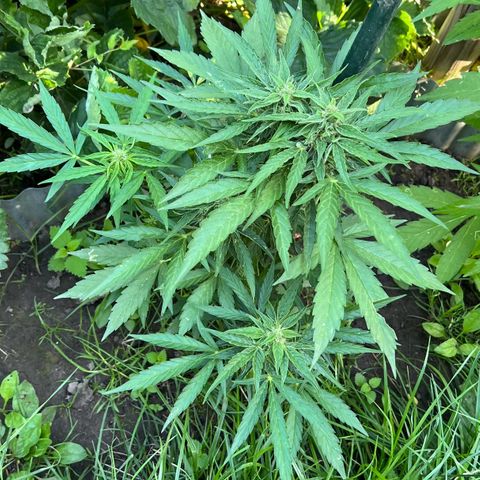 HulkBerry Automatic growlog timeline photo