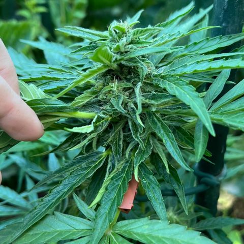 HulkBerry Automatic growlog timeline photo