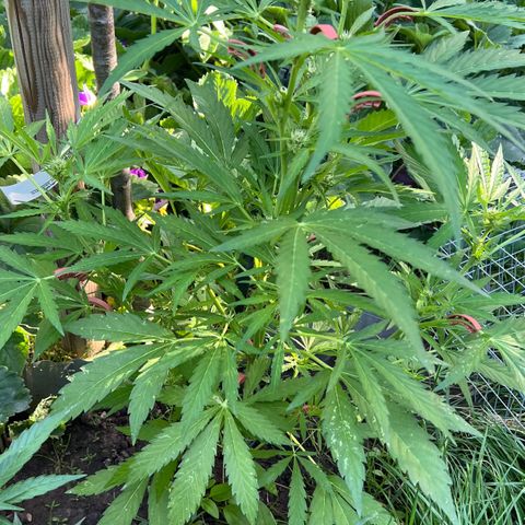 Mimosa Automatic growlog timeline photo